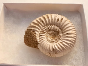 Madagascar Ammonite Fossil