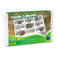 Fossils Collection